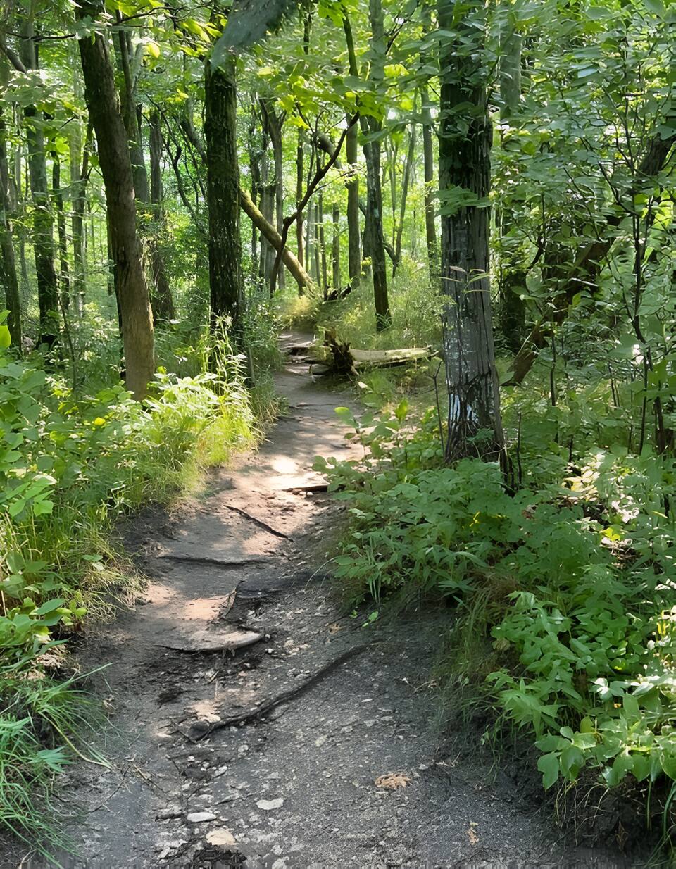 A summer trail through the woods inland of the bay