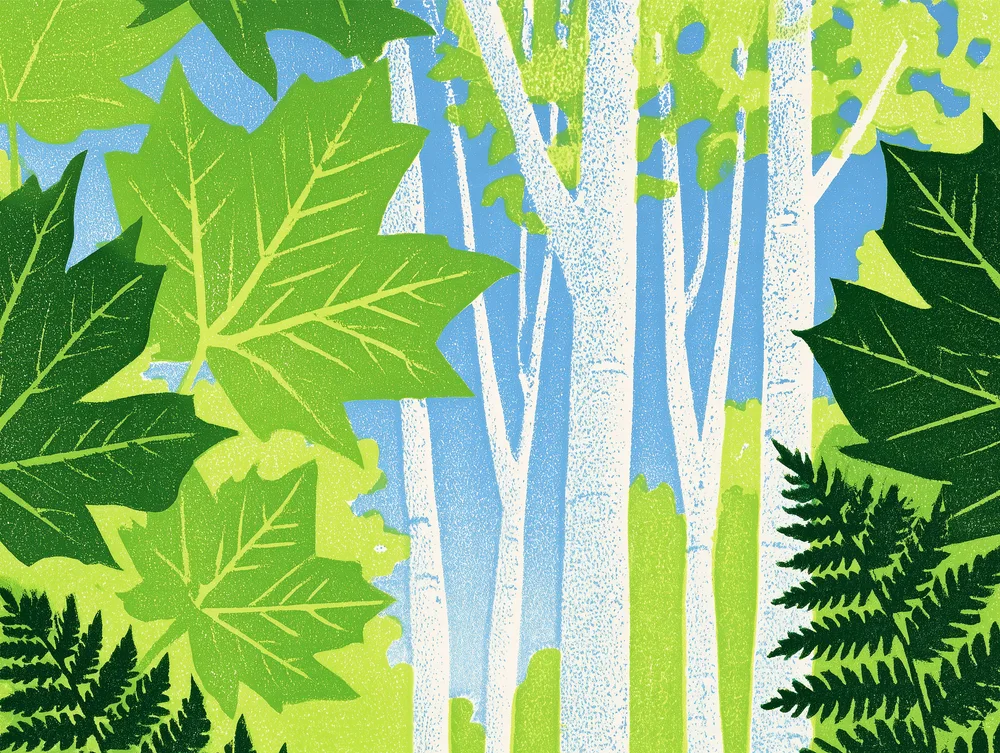 Illustration of woodland foliage