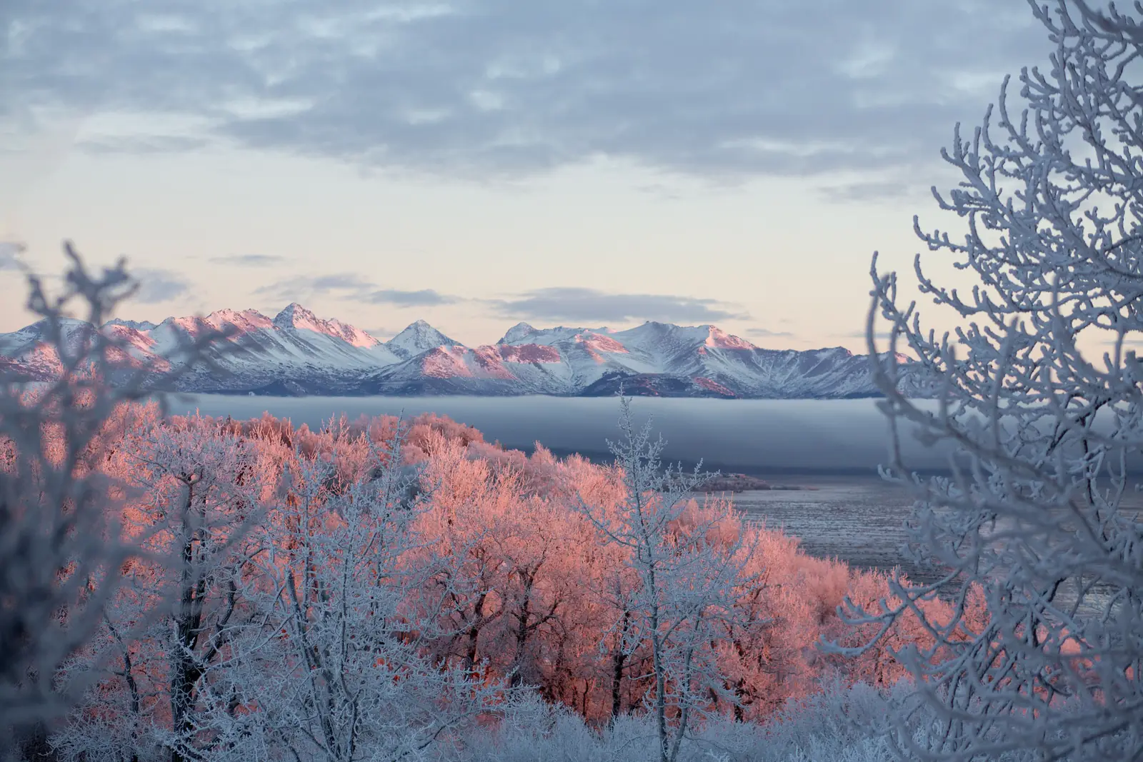 Frost-covered birches lit pink at dawn below snow-covered mountains, with fog lying over the water between them.