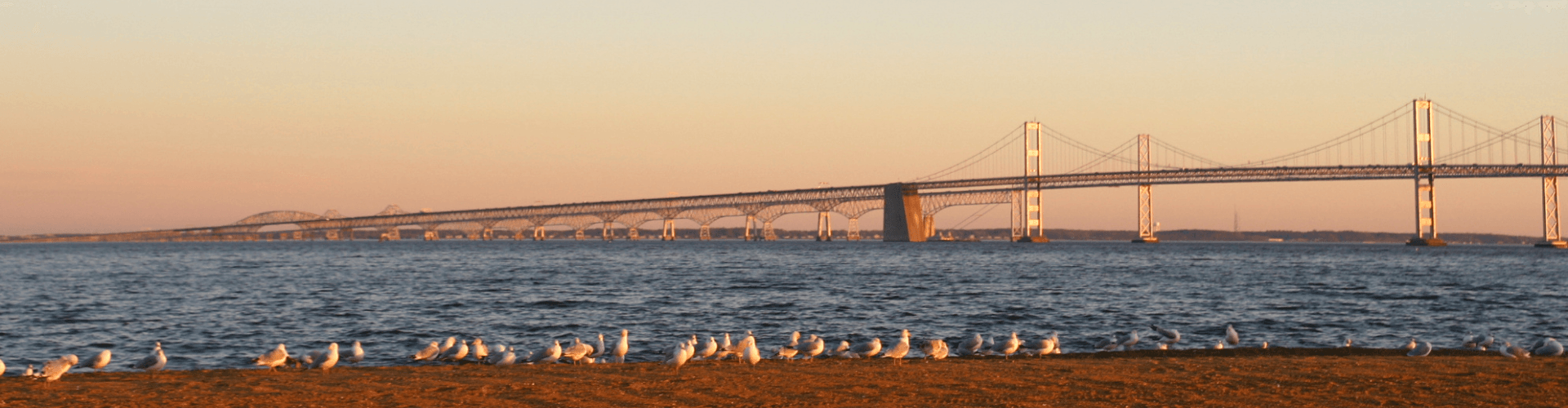 Chesapeake Bay Bridge spans warm water at golden hour with seagulls on the shore
