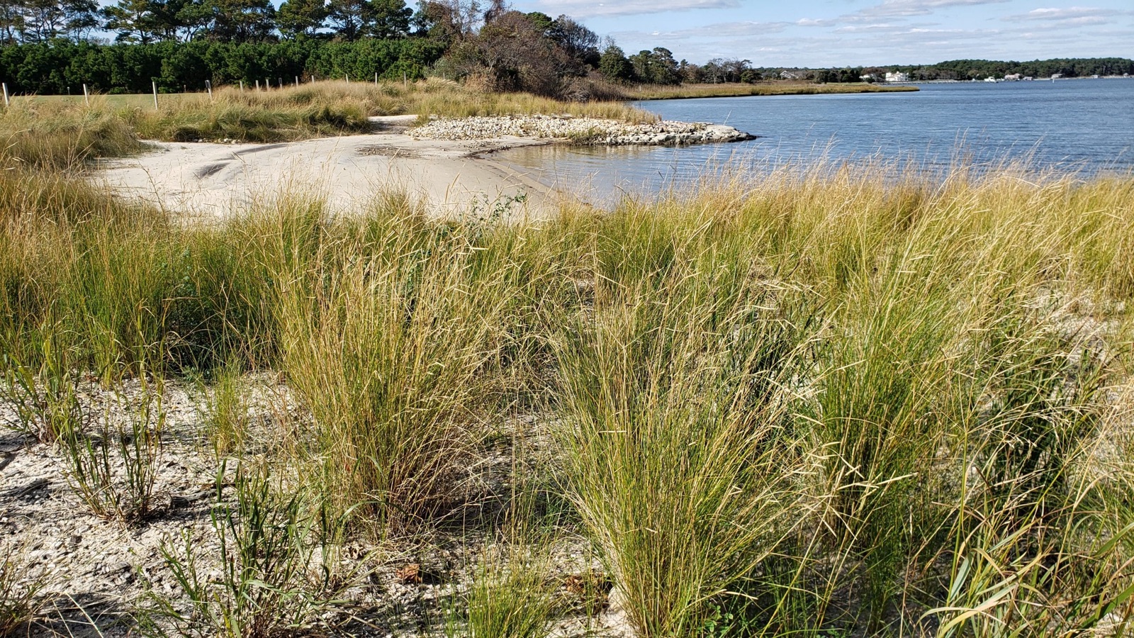 A restored shoreline with new marsh plantings meeting open water at golden hour