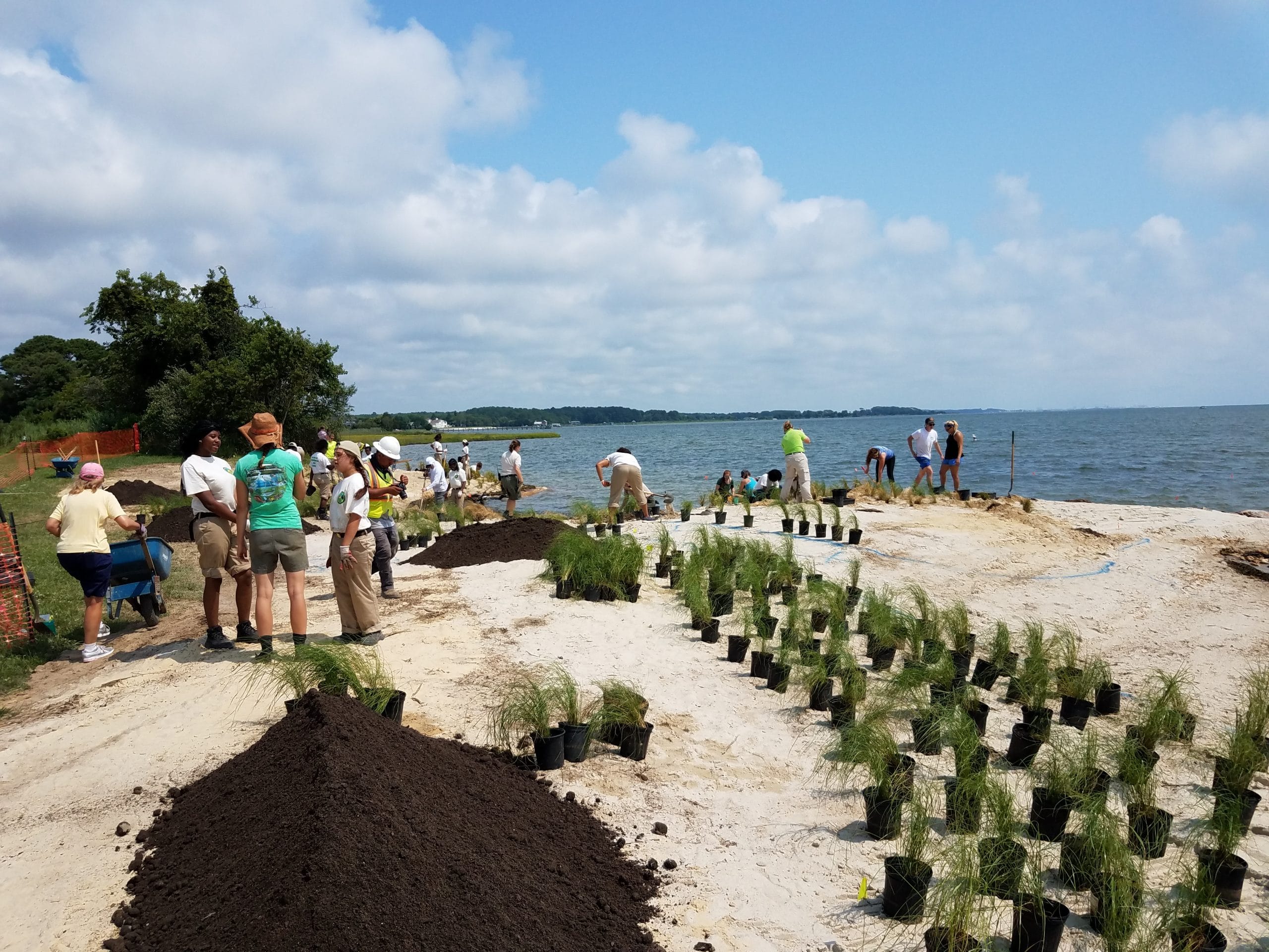 Volunteers plant marsh grass pots along a sandy living shoreline