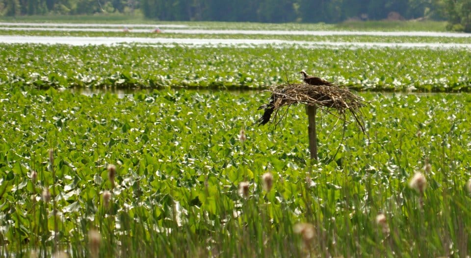 An osprey spreads its wings on a wooden nest platform above marsh at Jug Bay
