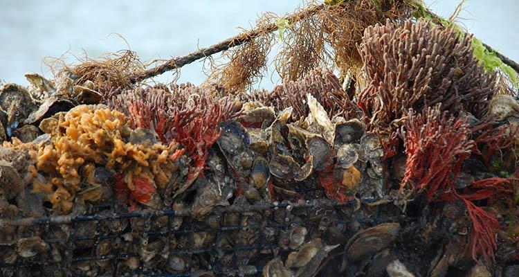 A diver's gloved hands lift a wire oyster cage crusted with young oysters from green water