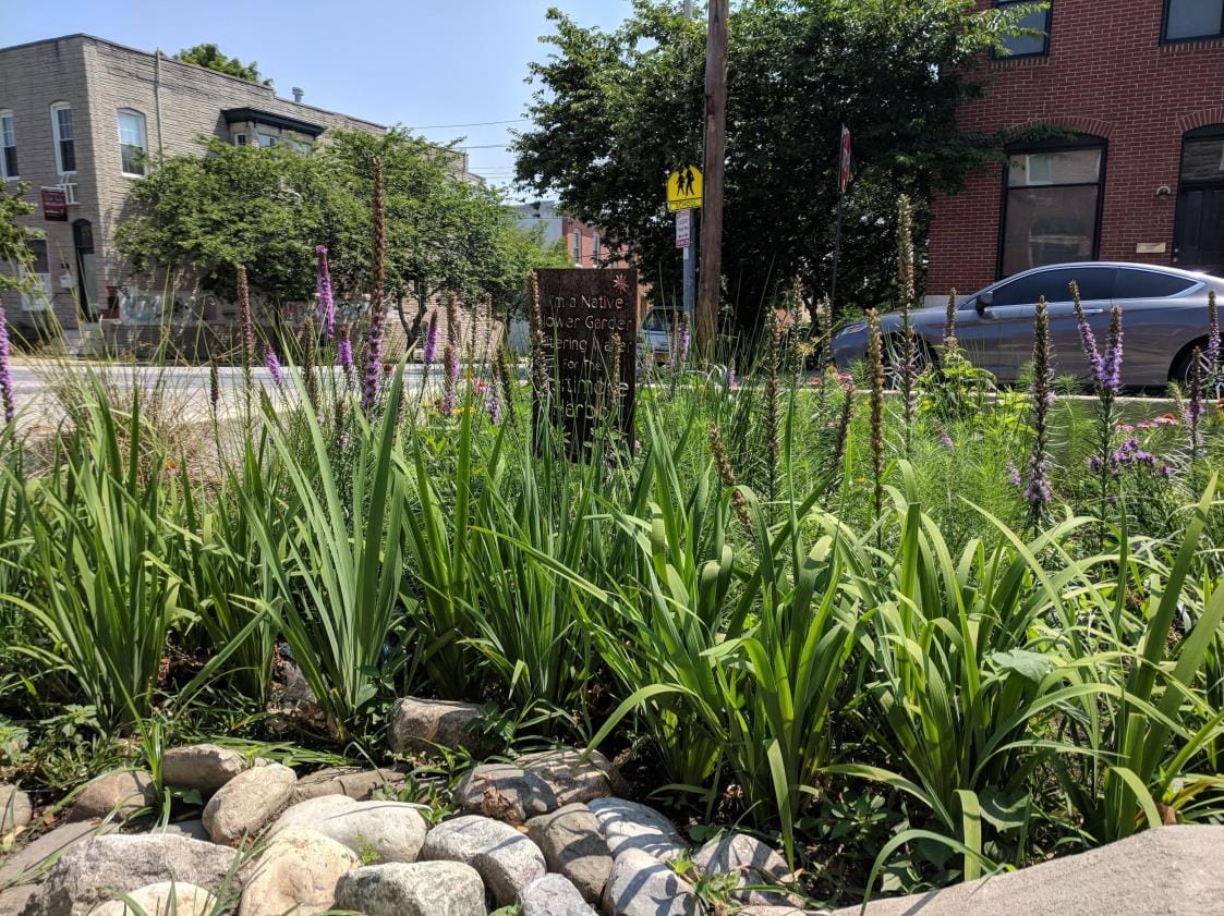 A curbside rain garden dense with native plantings between a sidewalk and the street
