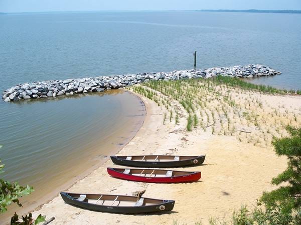 Young volunteers plant marsh grasses along a shoreline restoration site