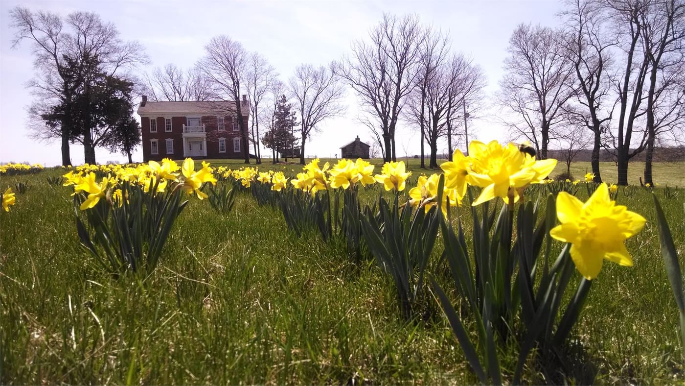 Daffodils blooming in front of the Pharis farmhouse.