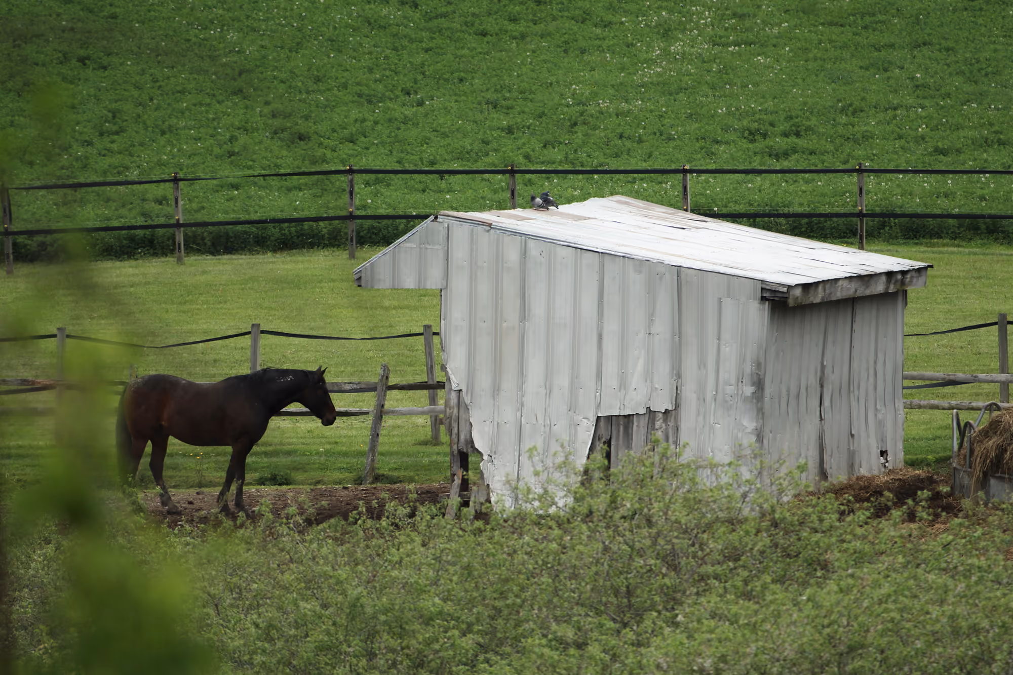 A horse grazing beside an old shed in a green field off County Route 7 in Gallatin