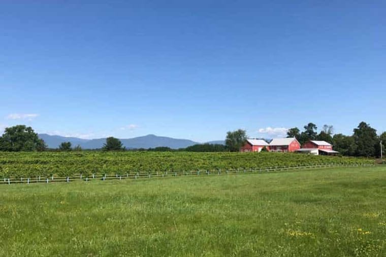 Vineyard rows and red barns below the Catskills on a clear summer day