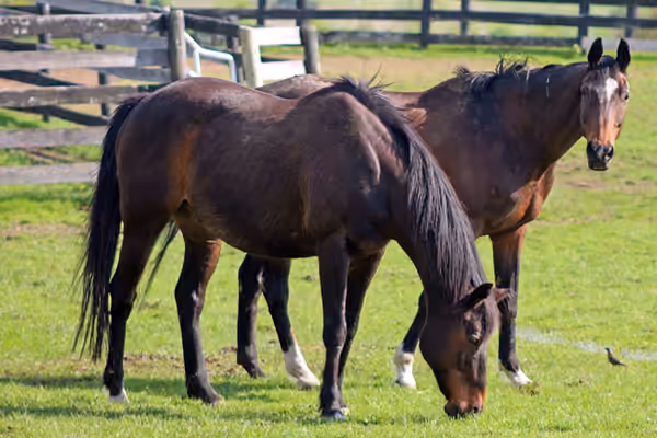 Equine Advocates Public Open Day