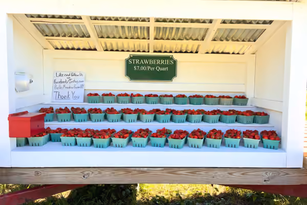 Belle Meadow Farm