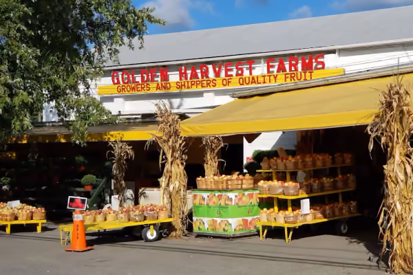 Golden Harvest Farms
