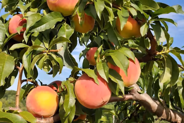Smith Farms