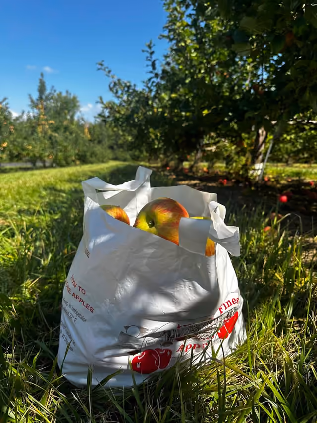 A photograph from “Apple Picking Season Arrives in Columbia County”