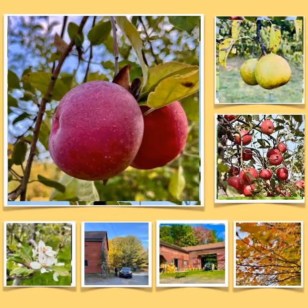 A photograph from “Apple Picking Season Arrives in Columbia County”