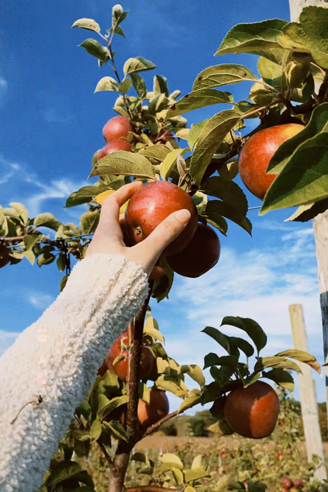 A photograph from “Apple Picking Season Arrives in Columbia County”