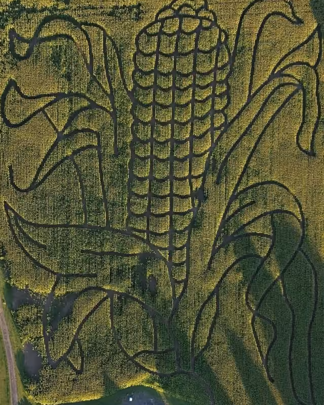 2025 Corn Maze