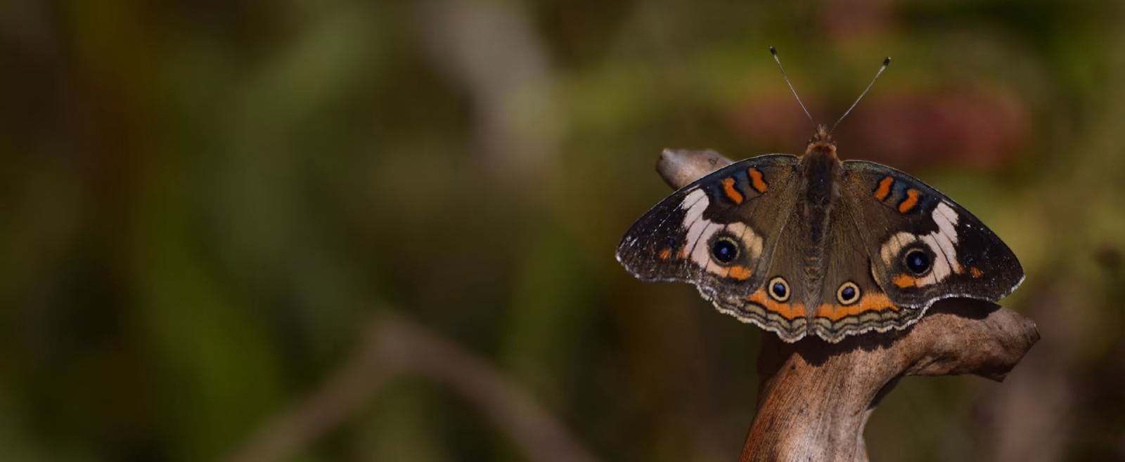 A buckeye butterfly resting on a branch