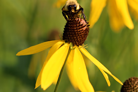 gray-headed coneflower and bee