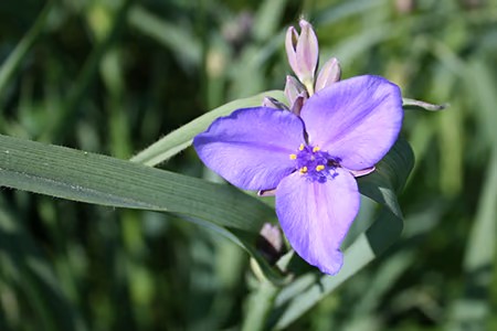 Ohio spiderwort flower