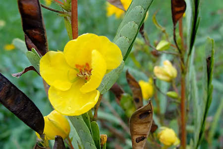 partridge pea flower