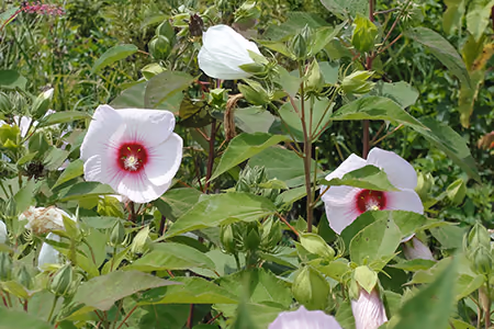 swamp rose mallow