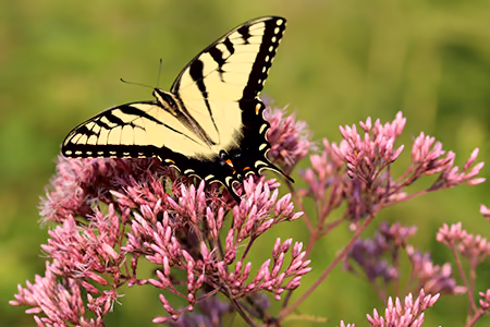 swallowtail on joepyeweed