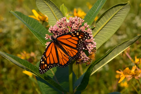 monarch on common milkweed