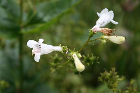 foxglove beardtongue