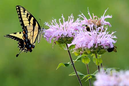 tiger swallowtail butterfly on wild bergamot