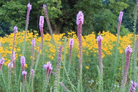 marsh blazing star