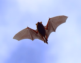 red bat in flight