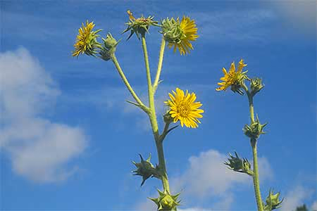 compass plant