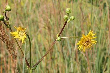 Prairie Dock