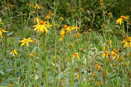 Wingstem