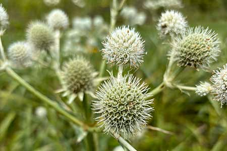 Rattlesnake Master
