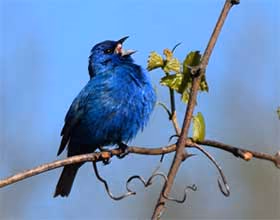 indigo bunting on a branch