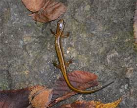 two-lined salamander