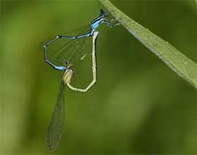 mating damselflies