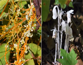 dodder and ghostplant