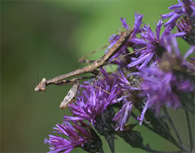 Carolina mantis in Bill Yeck Park