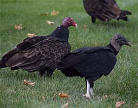 vultures