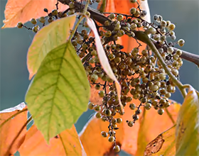 poison ivy leaves and berries