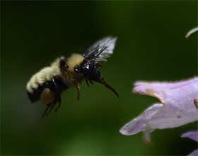 bumblebee