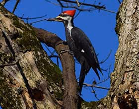 pileated woodpecker