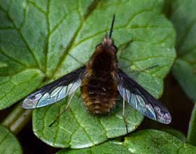 bee fly on a leaf