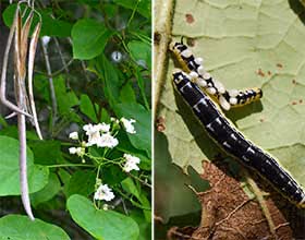 two images side by side. Catalpa leaves and flowers on left, caterpillar on right