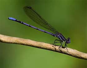 violet dancer on a stick