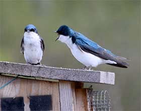 two tree swallows on top of a bird box