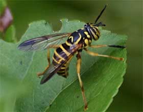 eastern hornet fly